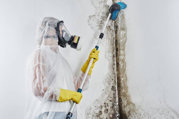 Best Mold Remediation for Schools in Bastrop, TX