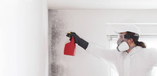 Best Localized Mold Remediation (e.g., coastal areas, humid climates) in Bastrop, TX