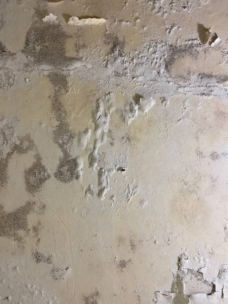 Best Emergency Mold Remediation in Bastrop, TX